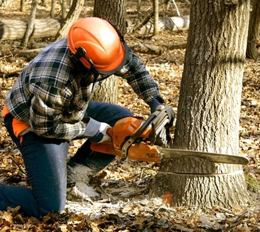 Tree Removal in Rinard, IL